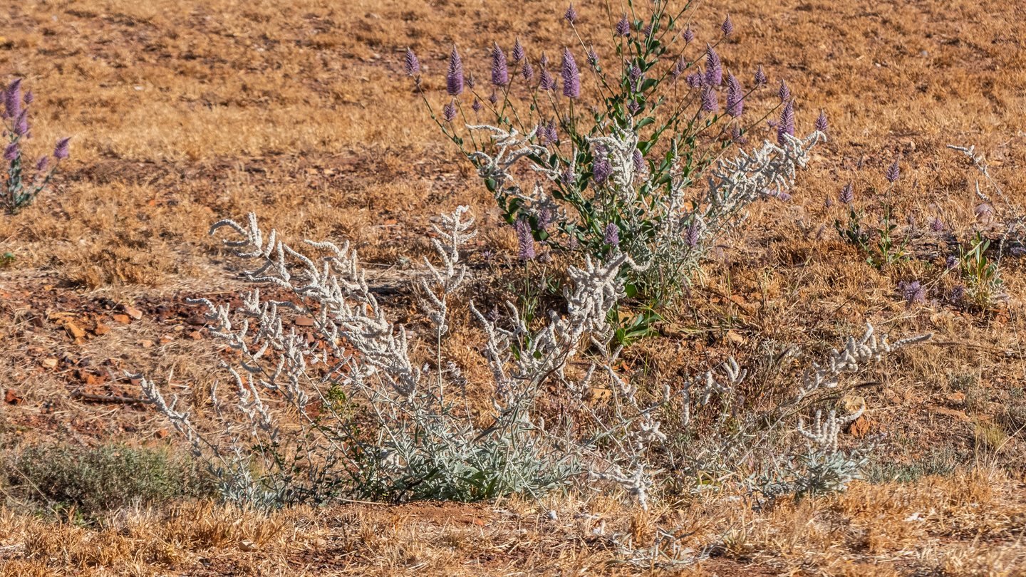 Kapok bush among mulla mulla at Mount Isa