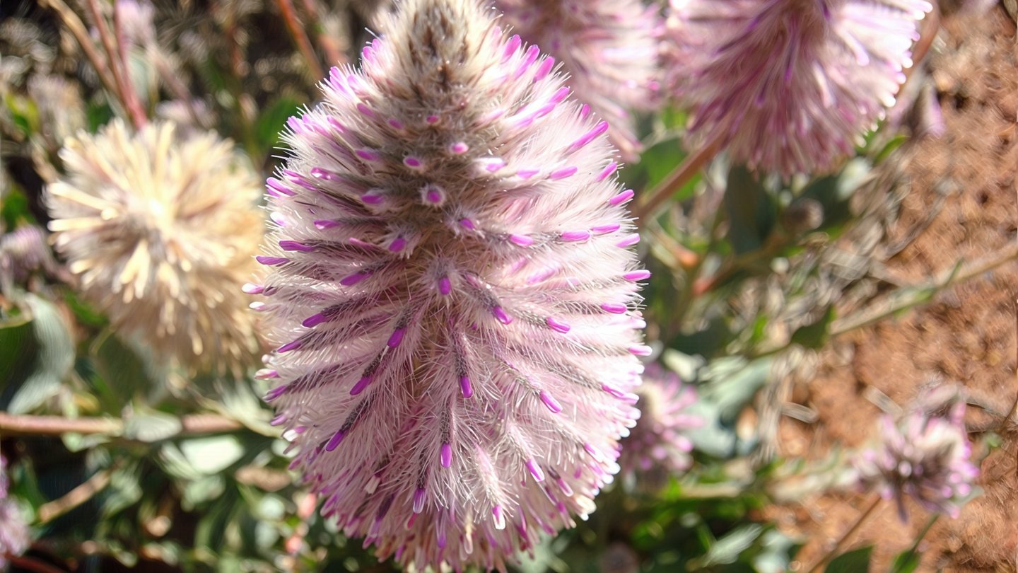 Pink mulla mulla in flower