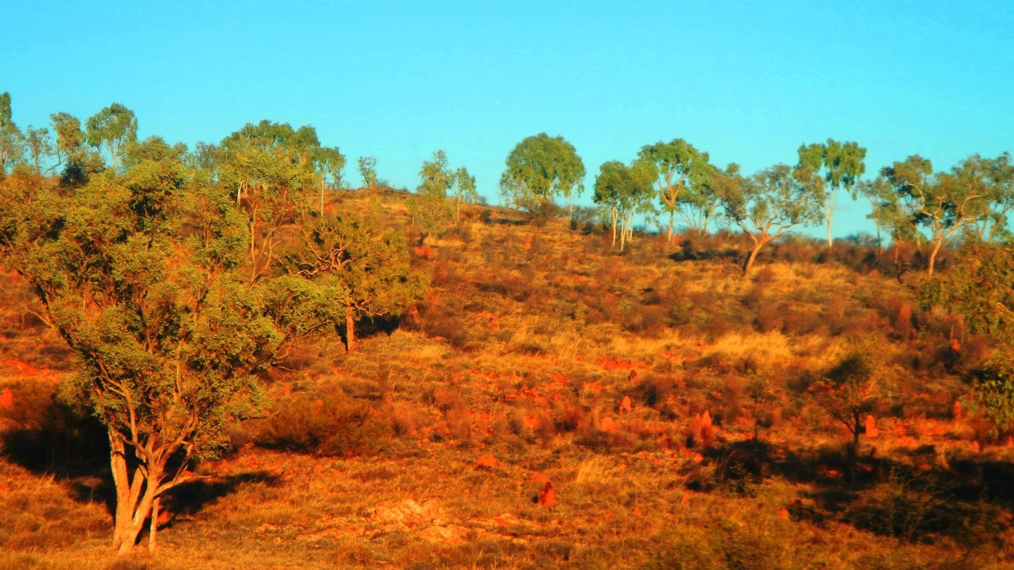 A hillside in first sun on Mitakoodi country