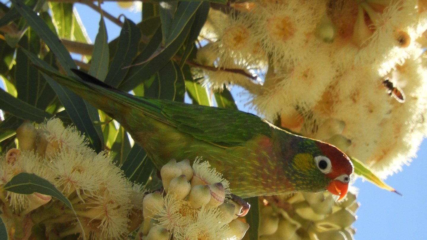 A varied lorikeet in flowering gum at Cloncurry