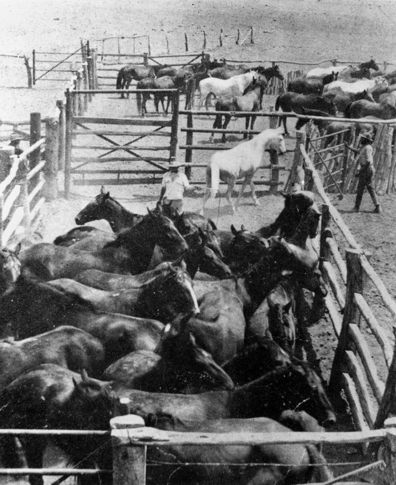 Drafting horses at Avon Downs Station