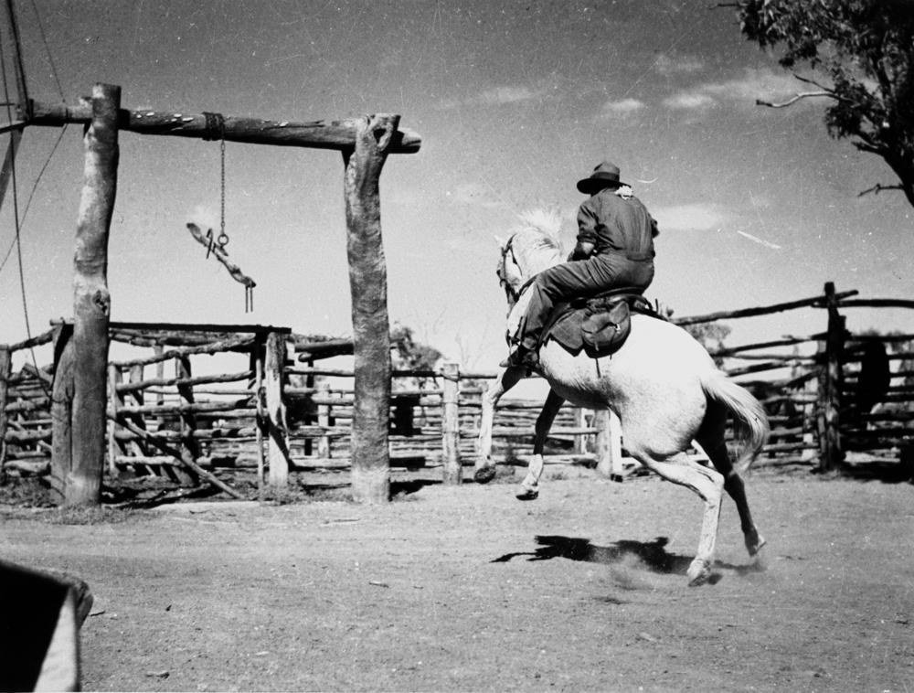 Horsebreaking at a Queensland station, 1941