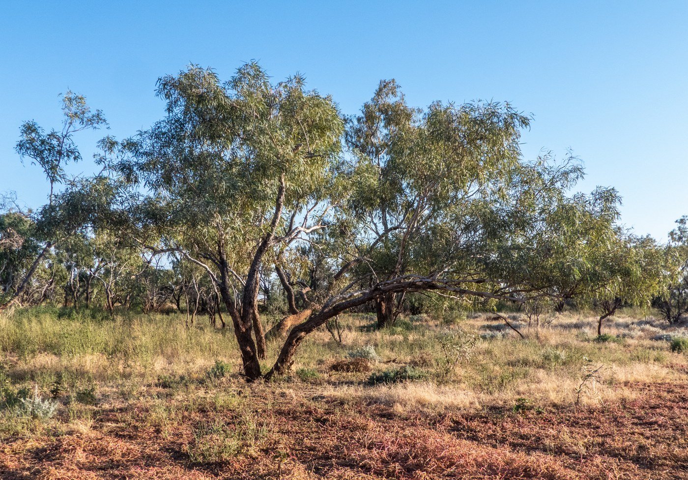 Coolabah tree on the Burke River floodplain