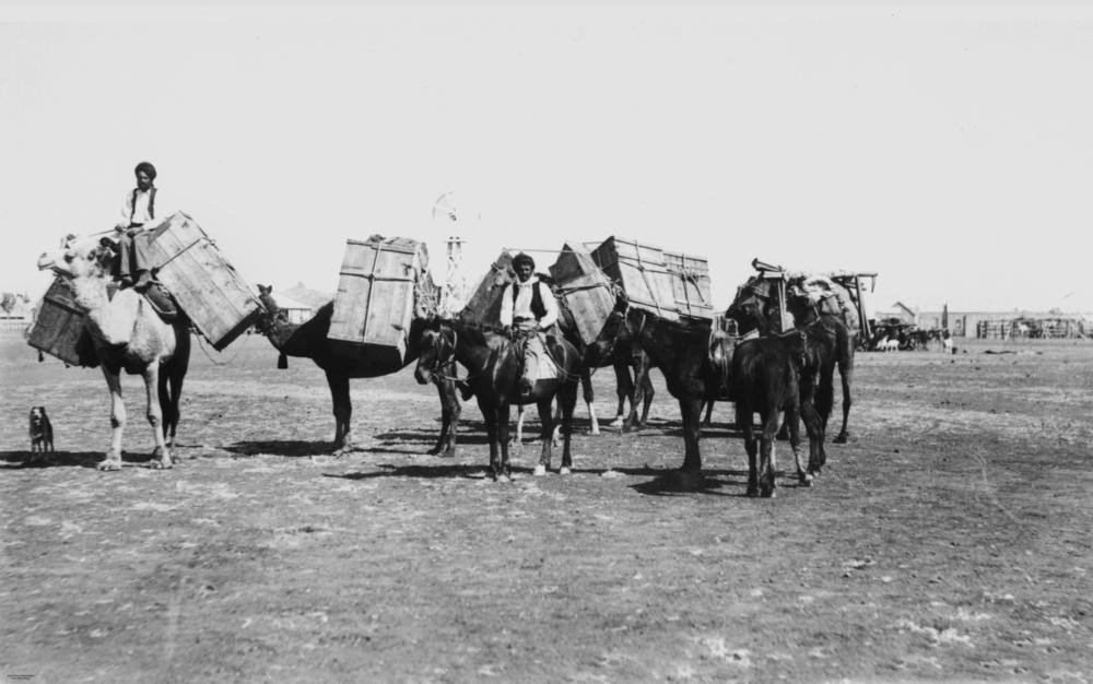 Horse and camel team at Cloncurry, around 1904