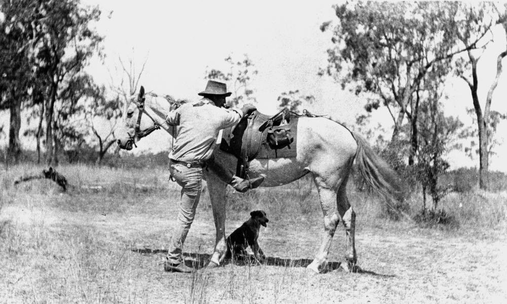 Queensland stockman preparing to mount his horse